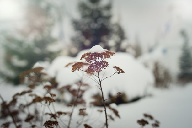 冰天雪地的枯树