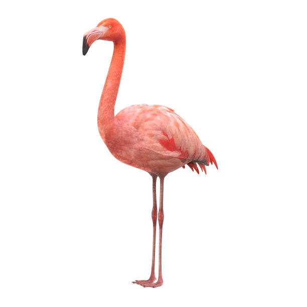 flamingo