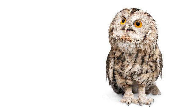 strix