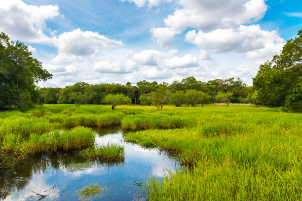 swamp