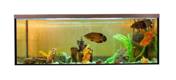aquarium