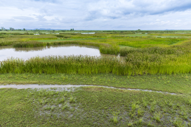 wetland