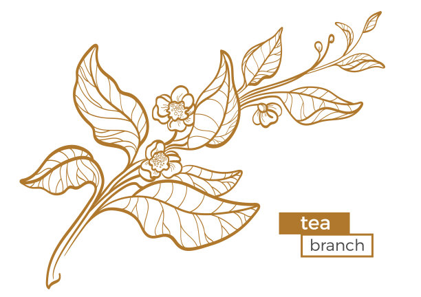 茶