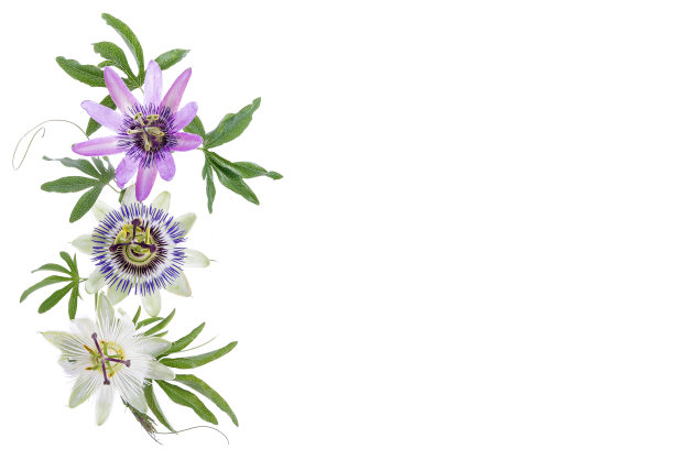 passiflora