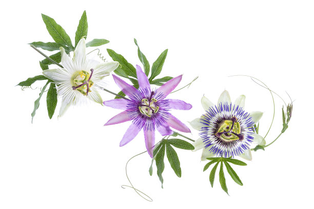 passiflora