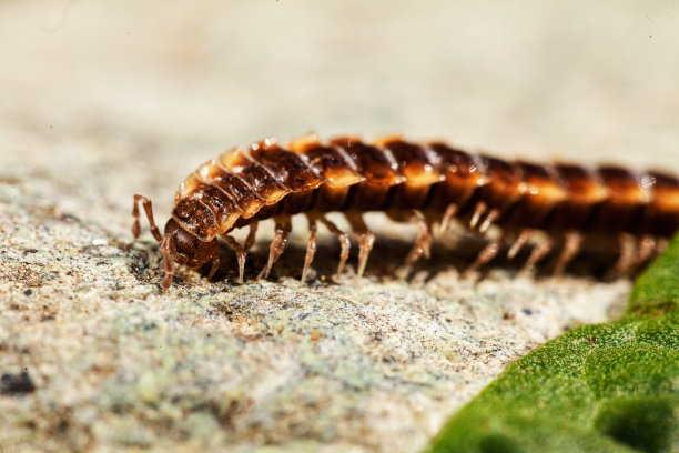 millipede