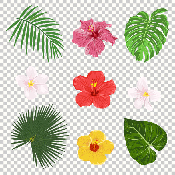 热带植物棕榈树