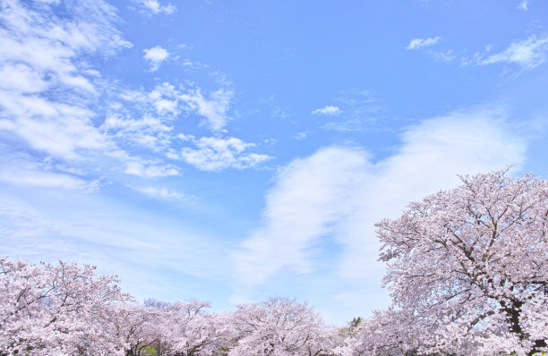 花见节