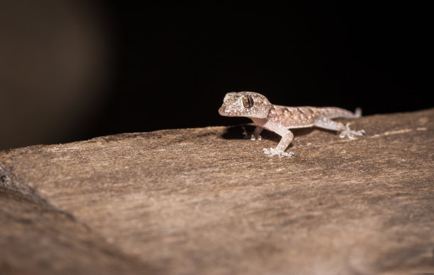 phelsuma