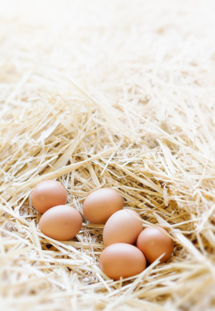 egg
