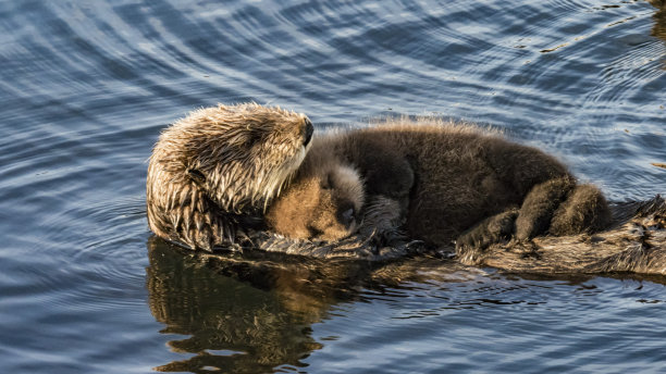 wildlife