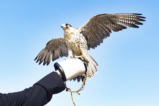 falcon