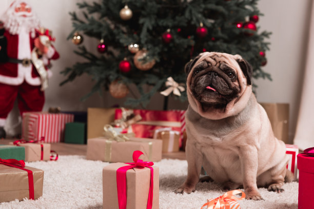 pug