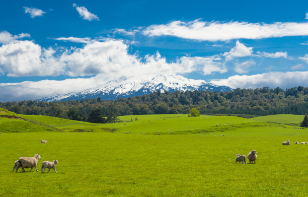 nz