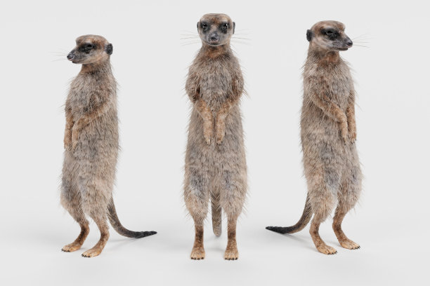 mongoose