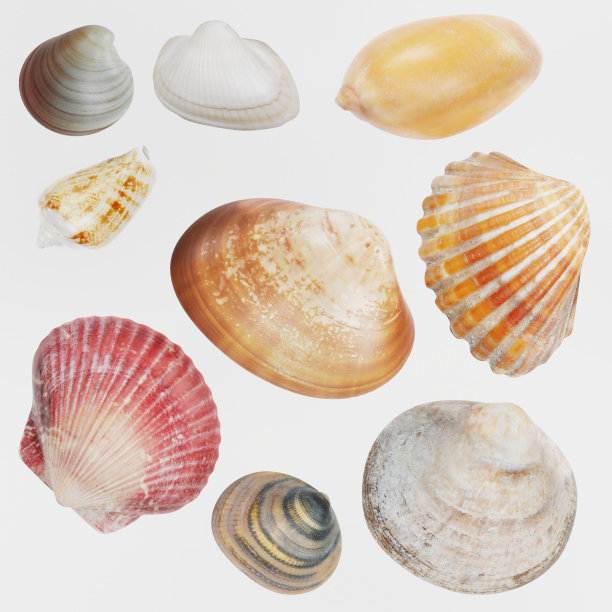tridacna