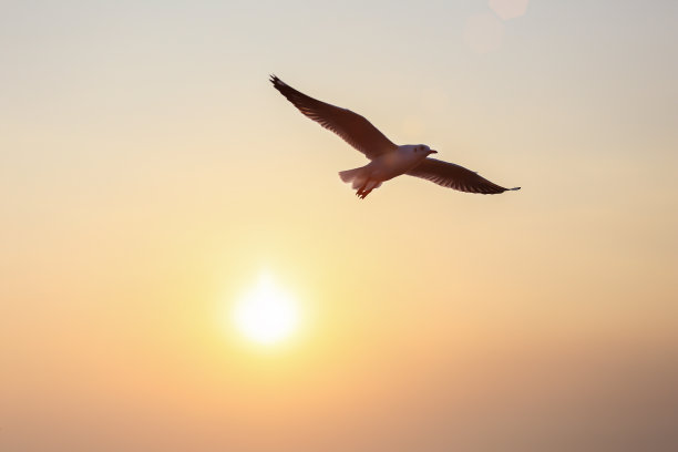 hawk