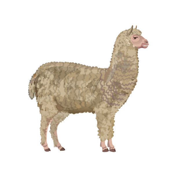 alpaca
