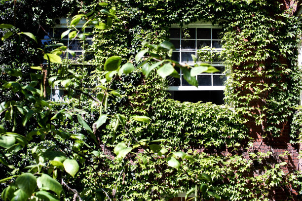 长满植物的老房子窗户