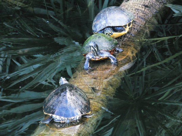 三只海龟