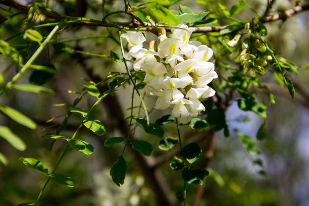 香槐花