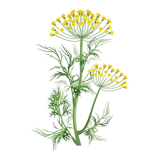 dill