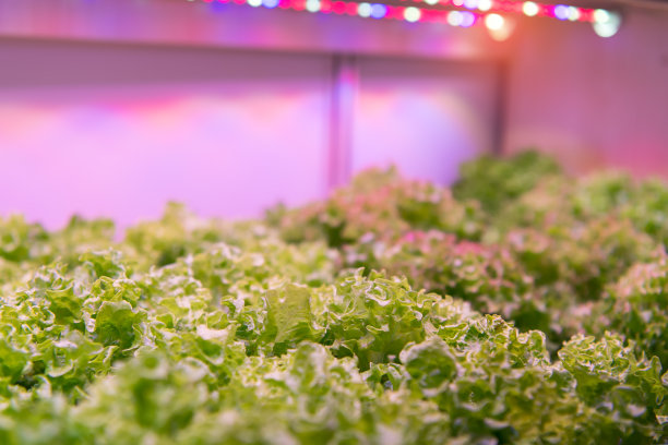 lactuca