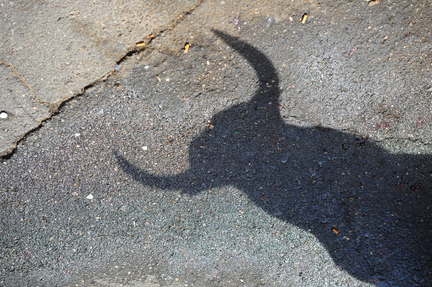 bull