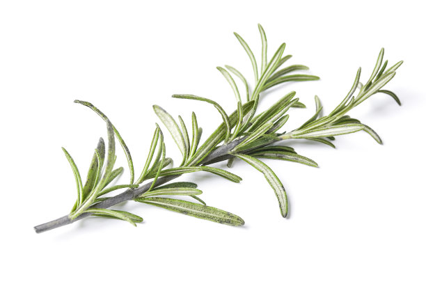 rosemary