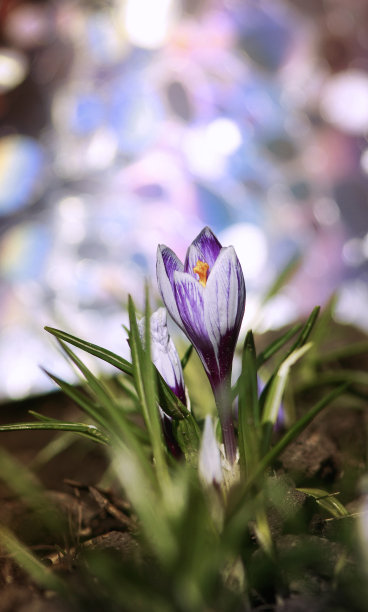 saffron