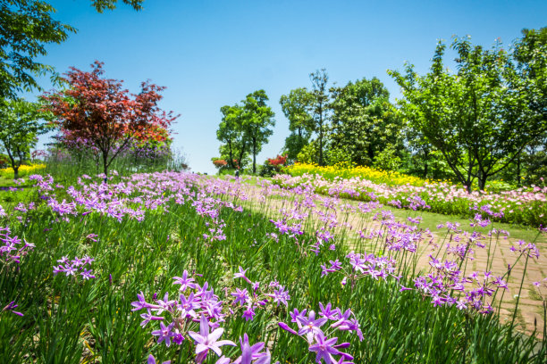 郁金香小花园