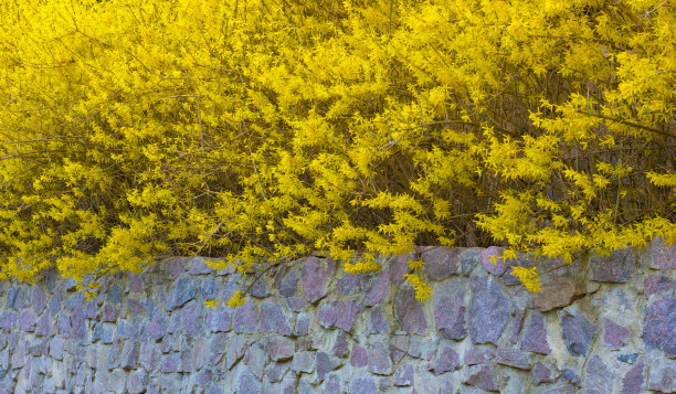 forsythia
