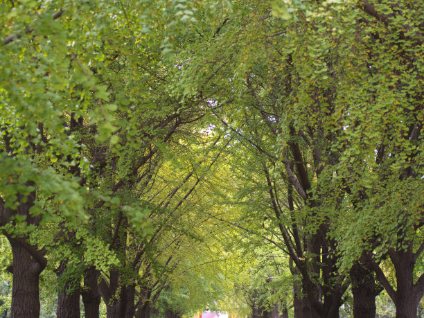 秋季银杏树道路