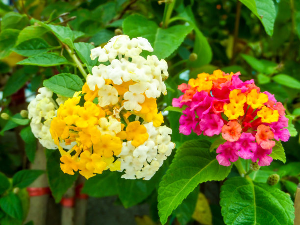verbena