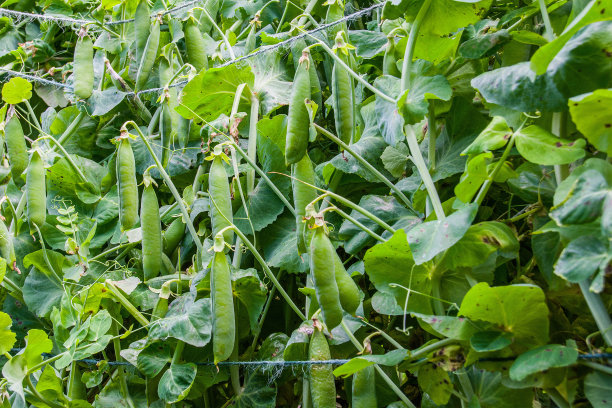 lathyrus