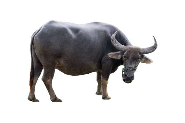 buffalo