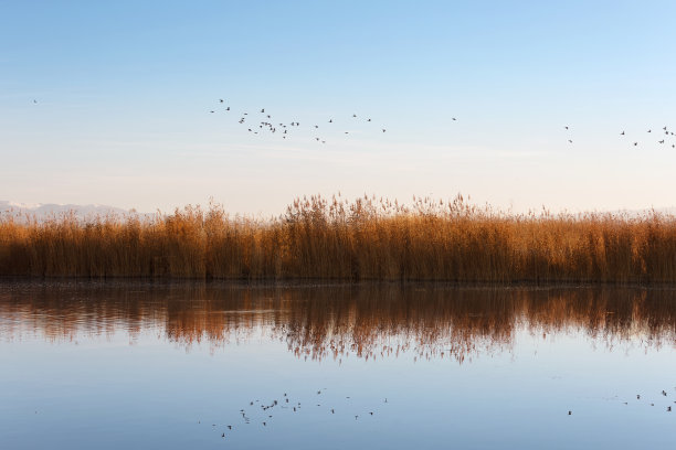 reed