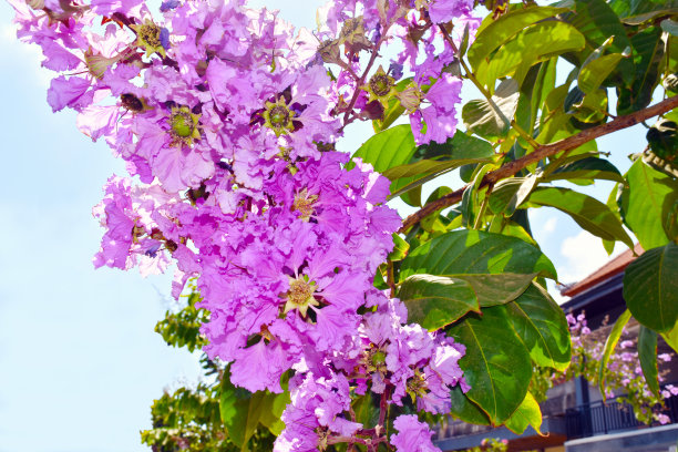 落叶的紫薇树