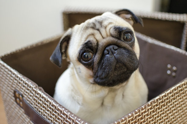pug