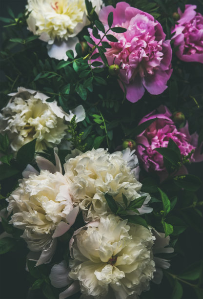 抽象牡丹花