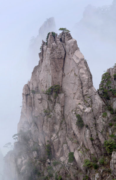 黄山山顶松林