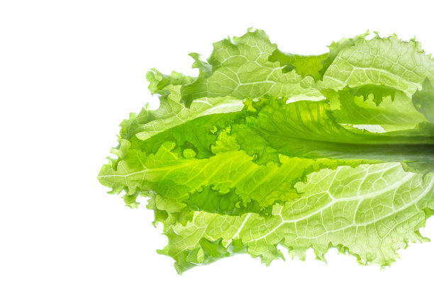 lactuca