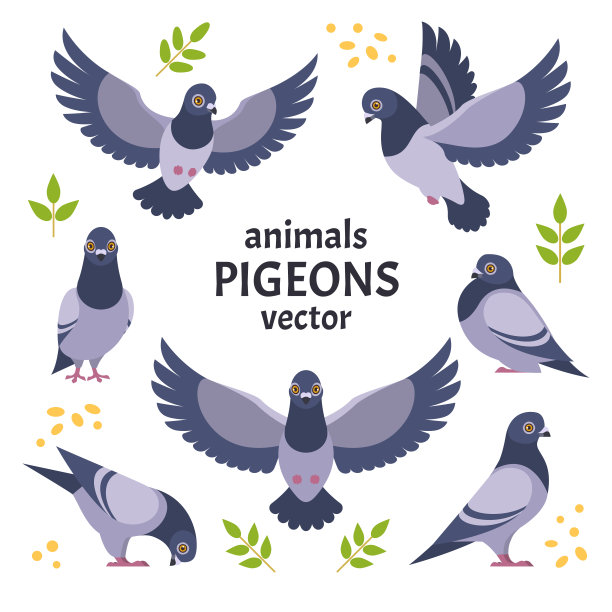pigeon