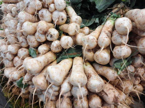 radishes