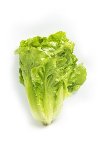 lactuca