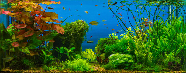 aquarium