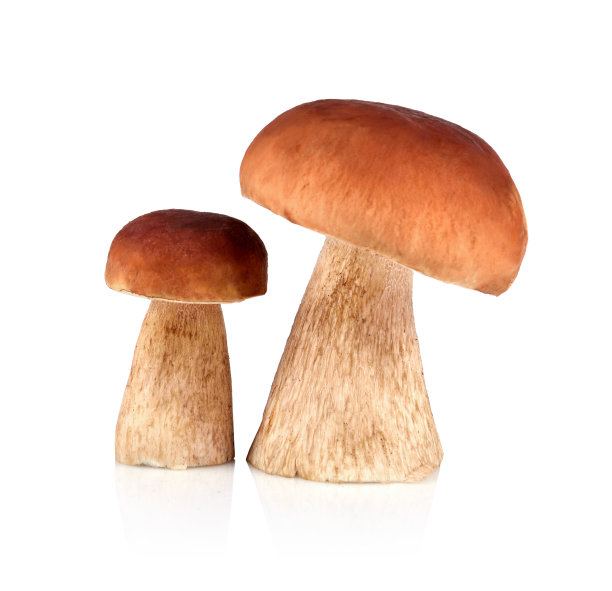 mushroom