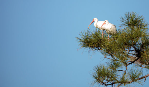 ibis