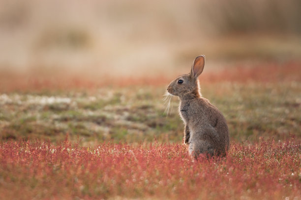 rabbit