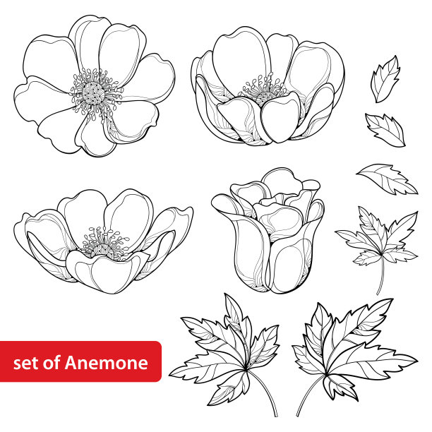 anemone